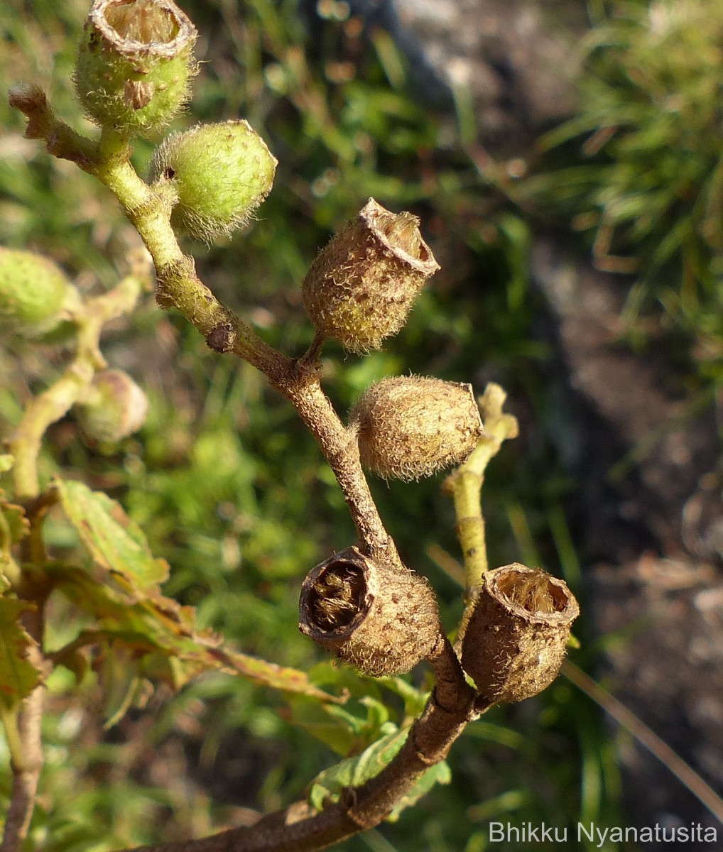 Osbeckia aspera Blume